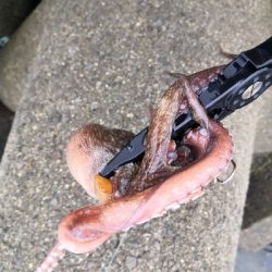 連日のオクトパッシング