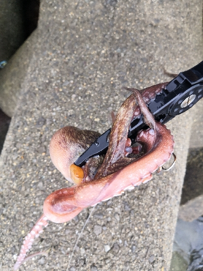 連日のオクトパッシング