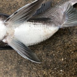 雨の中チヌ釣り