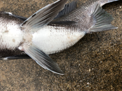 雨の中チヌ釣り