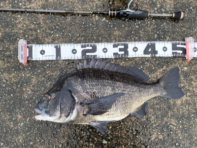 クロダイ釣るなら雨が良い。