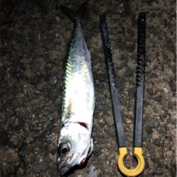 小サバダバダバ♪