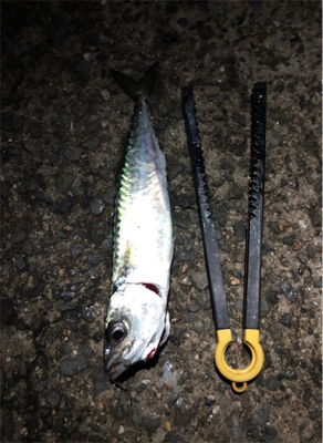 小サバダバダバ♪