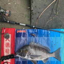 今日はチヌの日♪