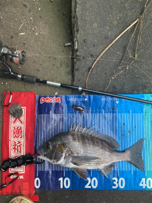 今日はチヌの日♪