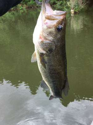 激濁りのフィールド