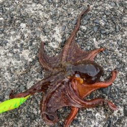 タコパできる^ ^♫