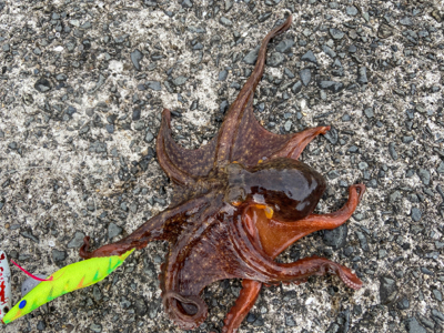 タコパできる^ ^♫