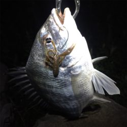 淀川ブリームゲーム つ抜け