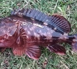 アジング1855〜1935 2100〜2145