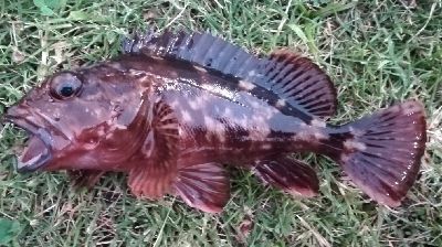 アジング1855〜1935 2100〜2145