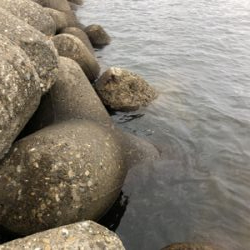 タコ調査7。水潮でもなんとかね!