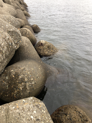 タコ調査7。水潮でもなんとかね!