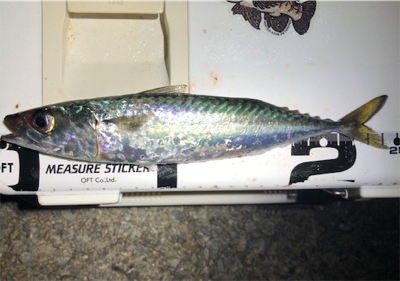 30センチupゲット