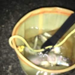 サバの大群が来ました