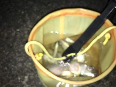 サバの大群が来ました