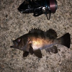 アジング楽しい