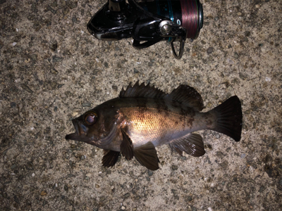 アジング楽しい