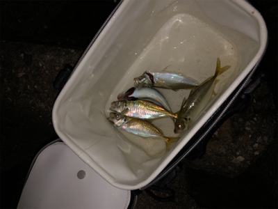 東からの爆風に耐えて