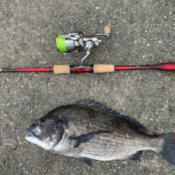 チニング 毎回爆釣 梅雨最高
