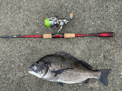 チニング 毎回爆釣 梅雨最高