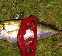 アジング1845〜1930 2105〜2145