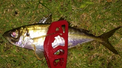 アジング1845〜1930 2105〜2145