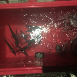 梅雨の晴れ間のストレス発散泳がせ!