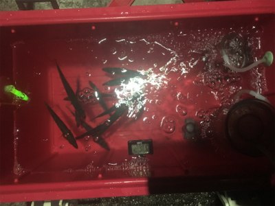 梅雨の晴れ間のストレス発散泳がせ!