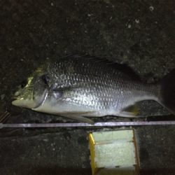 多々良川でまたチニング