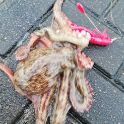 久しぶりの釣り。