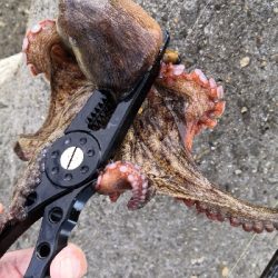 雨の降らないオクトパッシング