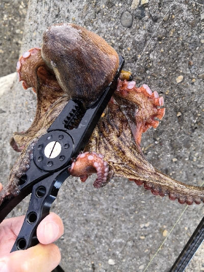 雨の降らないオクトパッシング