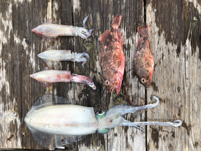 今年初の良型アオリ、初ケンサキ、良型ガシラ…