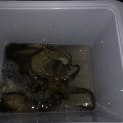 タコ調査8! 安定してます。