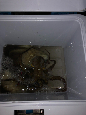 タコ調査8! 安定してます。