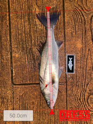 ナイトゲーム、反応はそこそこ