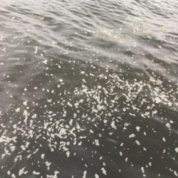 昨日と変わり潮悪く小鯖のみ。。。