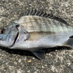 綺麗な銀ピカチヌ