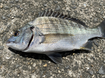 綺麗な銀ピカチヌ