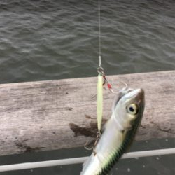 コスモはサバｧ