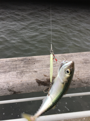 コスモはサバｧ