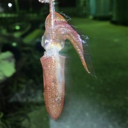 まさかのヒイカ?