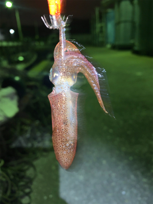 まさかのヒイカ?