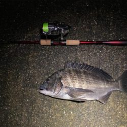 チニング からのシーバス