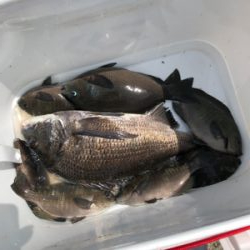 波止フカセ釣り チヌ&グレ