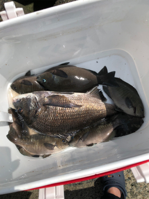 波止フカセ釣り チヌ&グレ