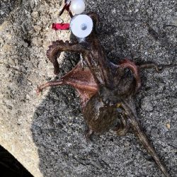 夕方オクトパッシング