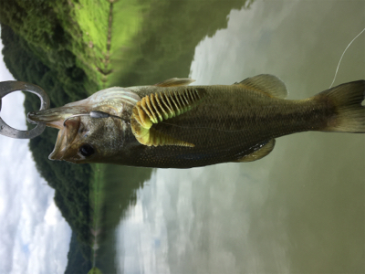 出るものらず。。。