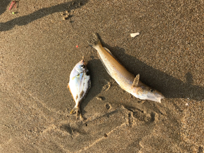 キス釣りたいのに‼þ…